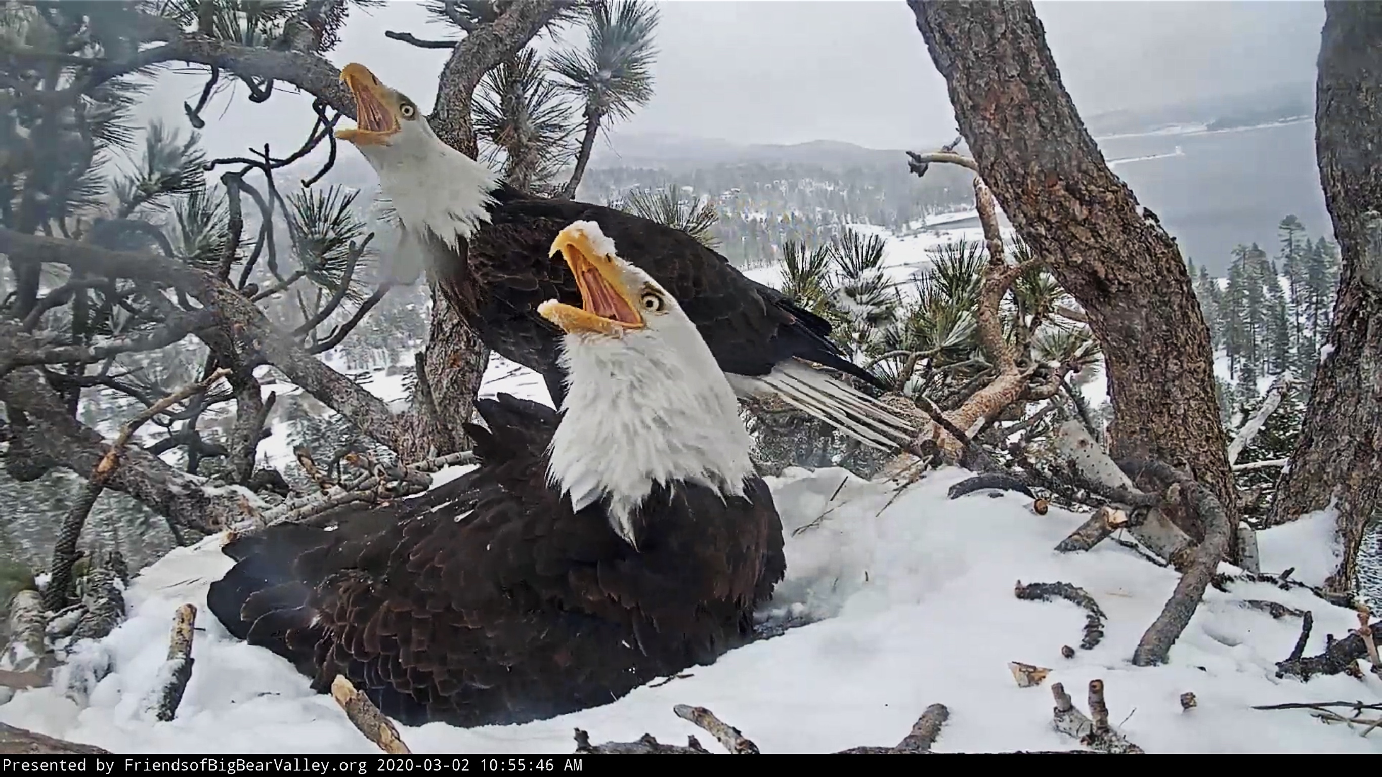 Bald eagle nest cam FWS.gov